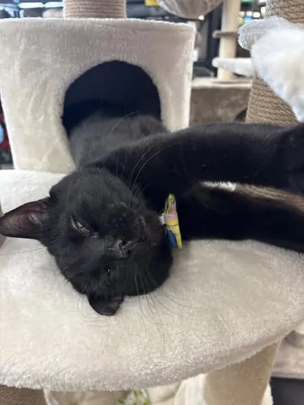 Zorro