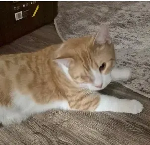 Frankie