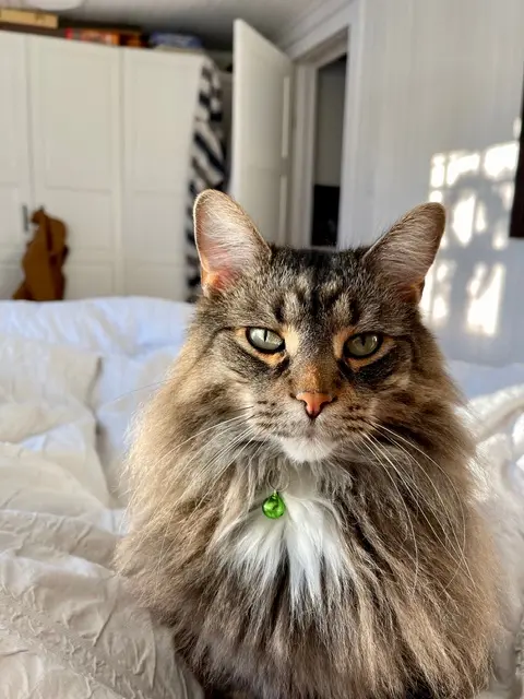 Fig