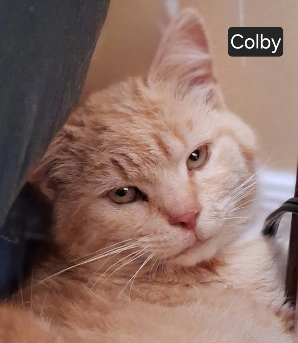 Colby