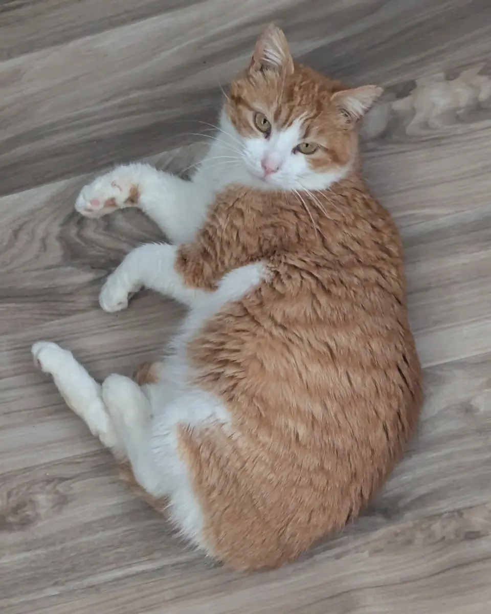 Sahara