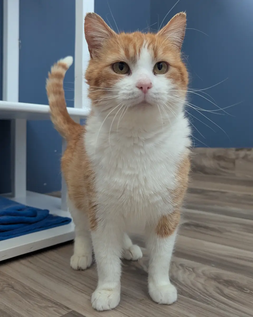 Sahara