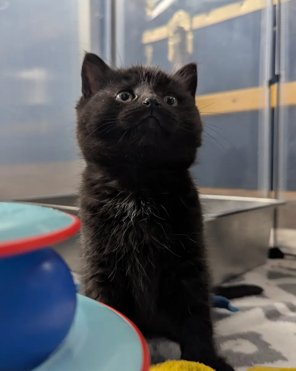 Andromeda - ADOPTION PENDING