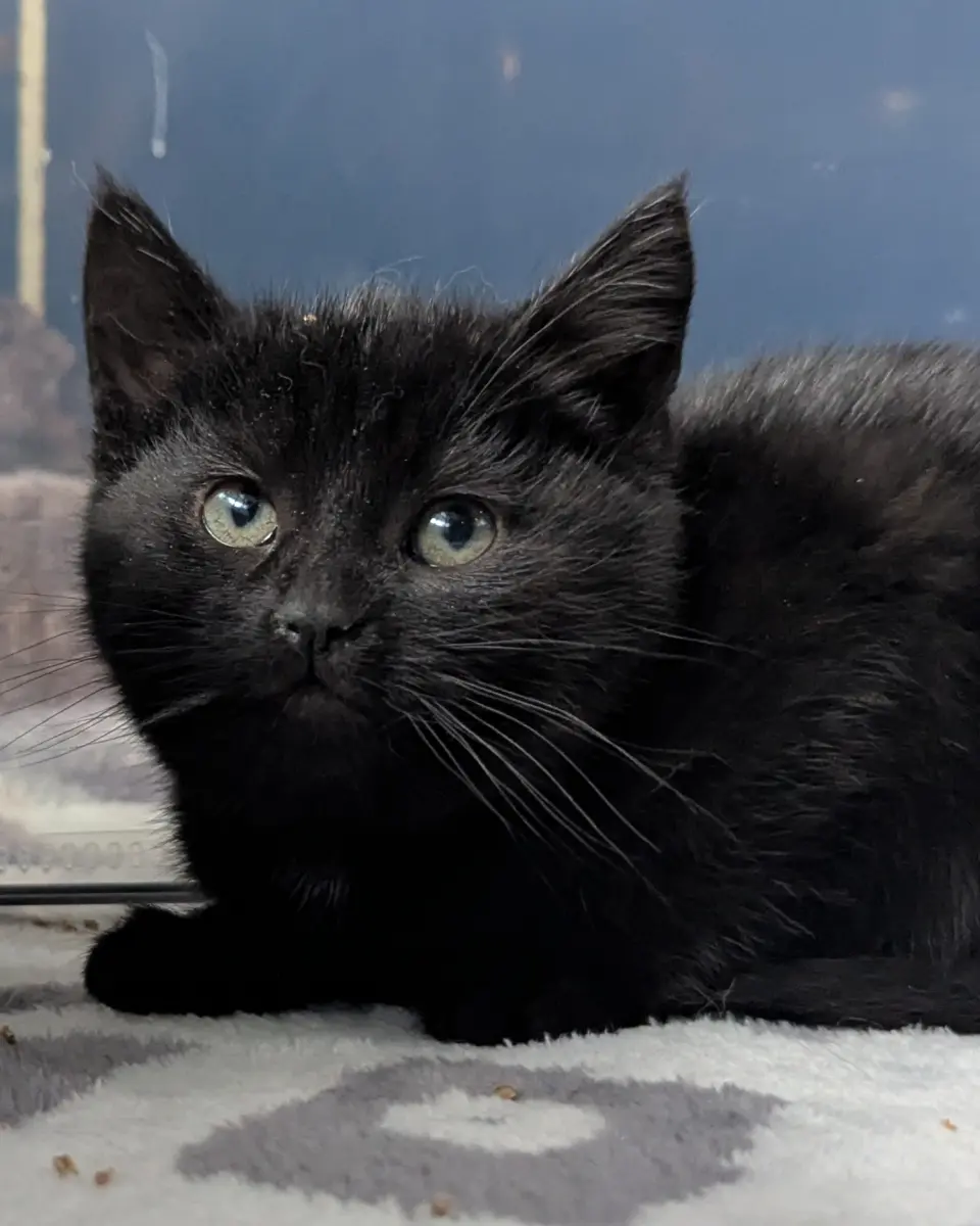 Lyra - ADOPTION PENDING