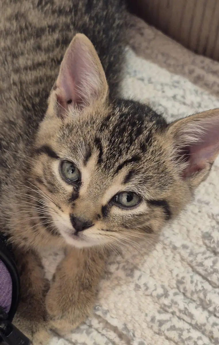 Archie