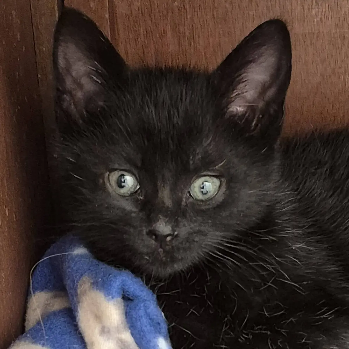 Binx