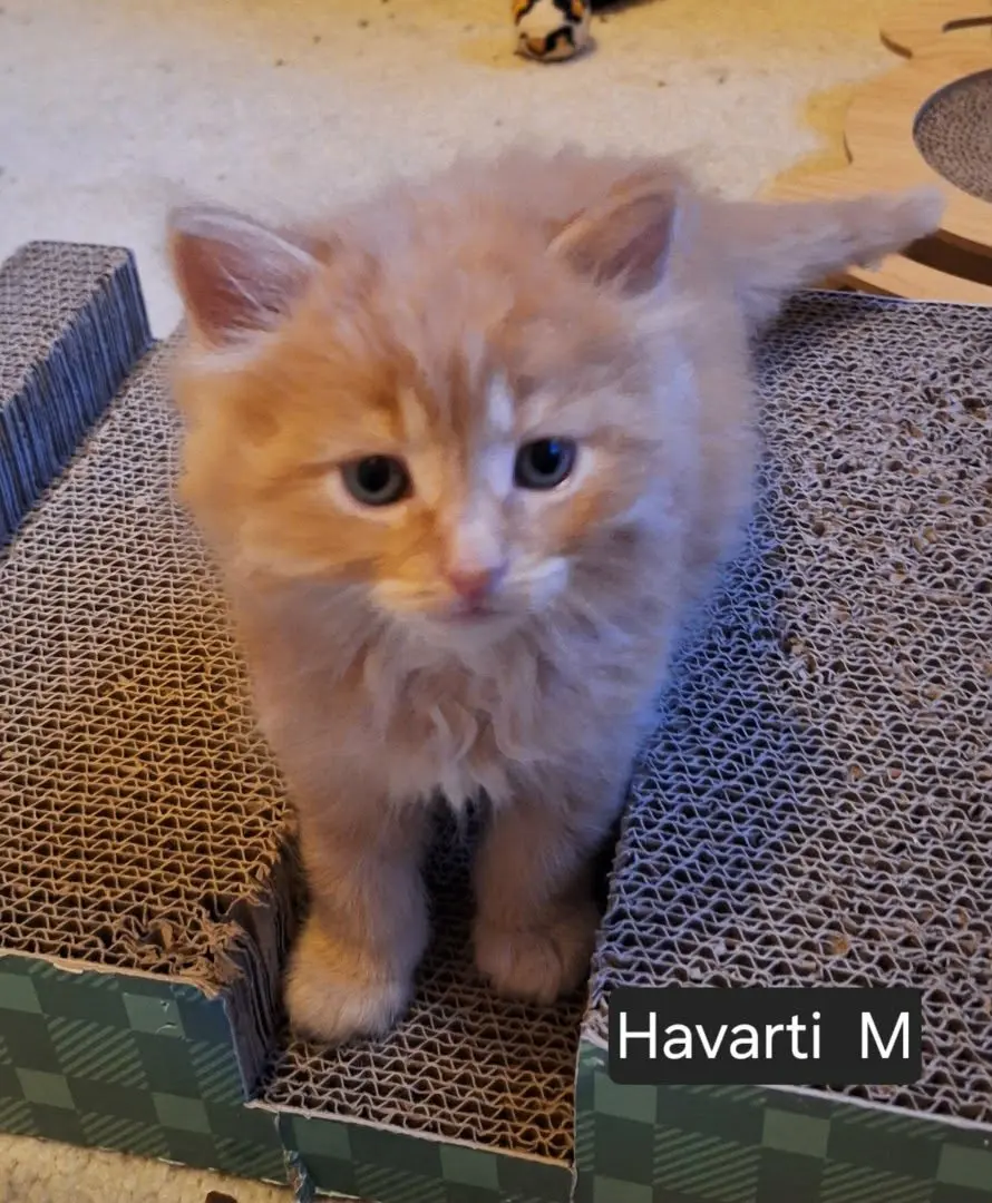 Havarti 