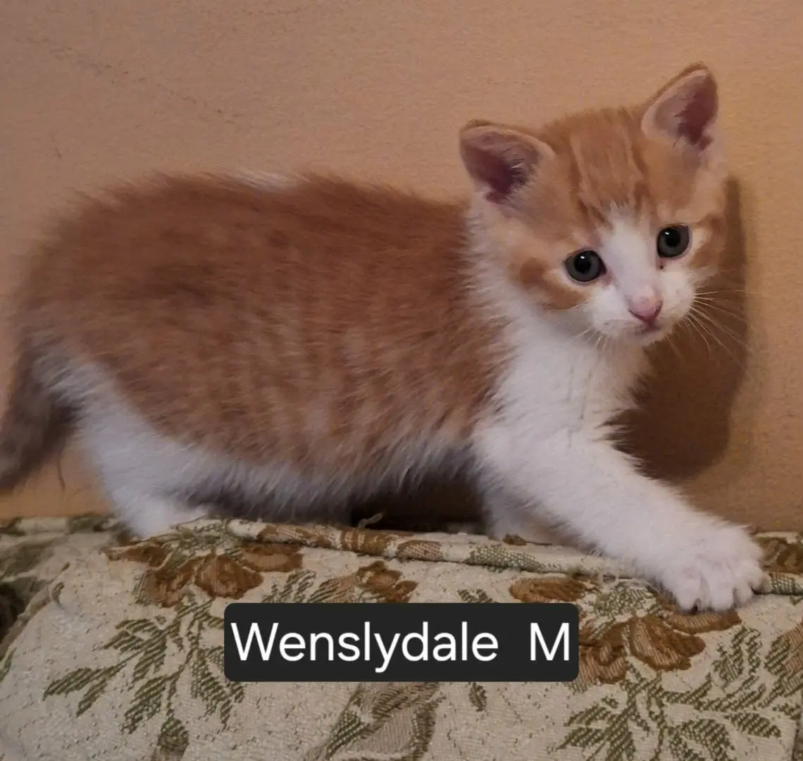 Wenslydale