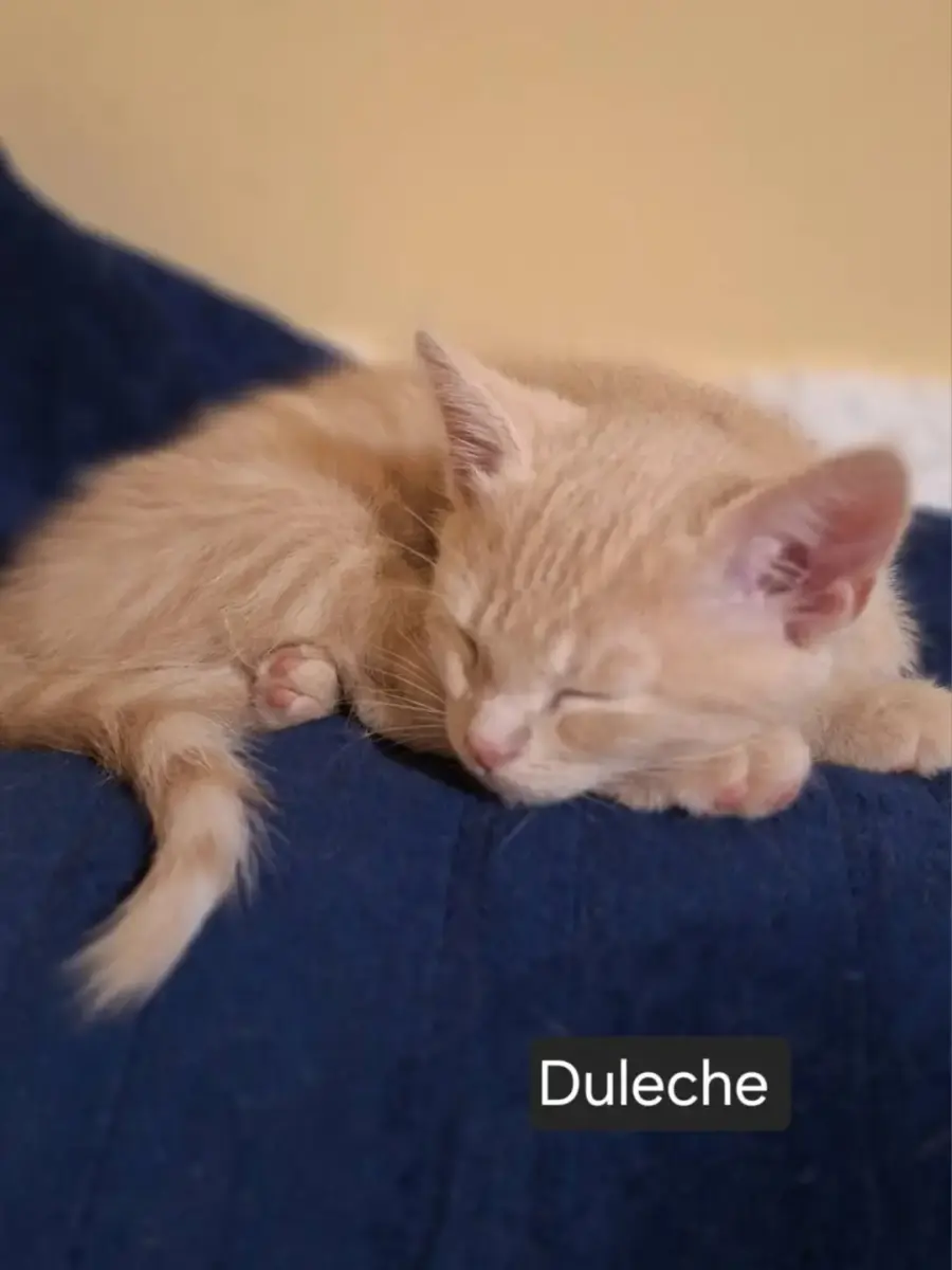 Duleche
