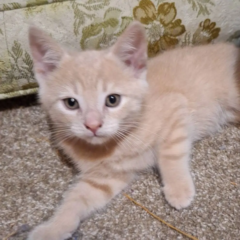 Maple