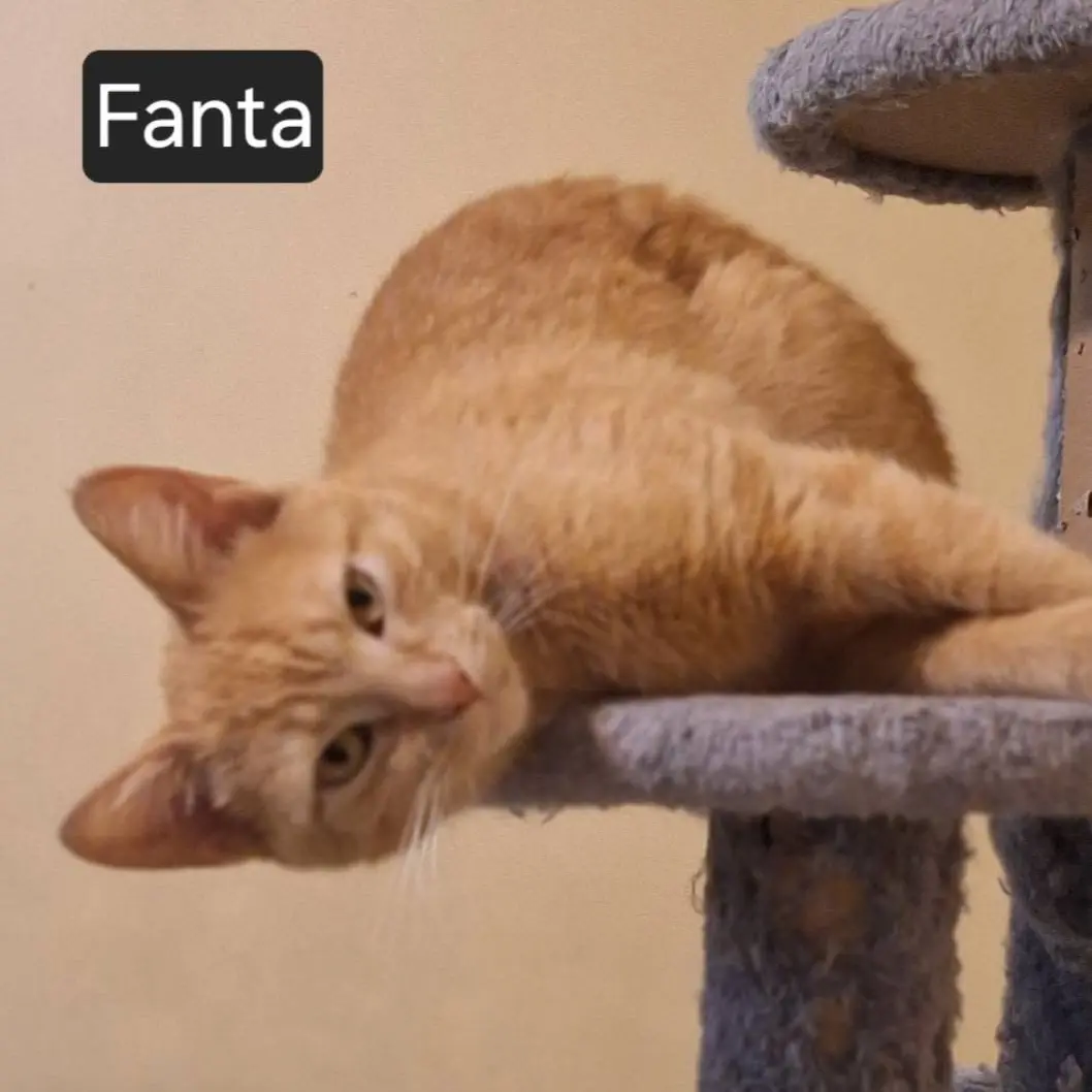 Fanta
