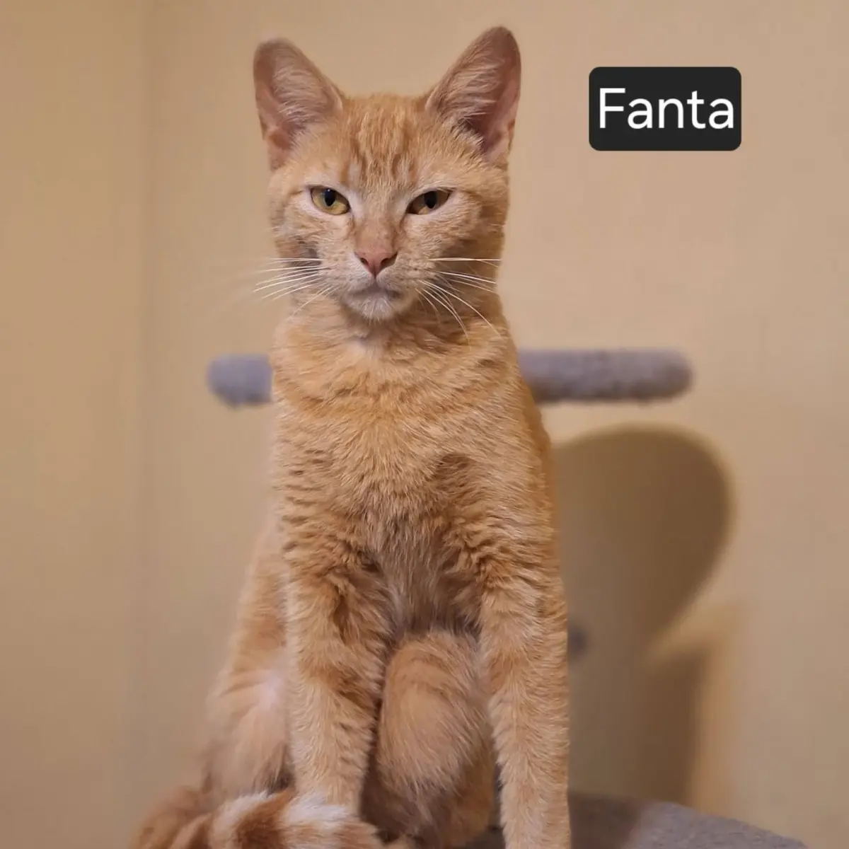 Fanta