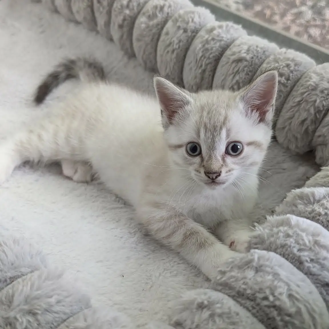 Ernie - ADOPTION PENDING