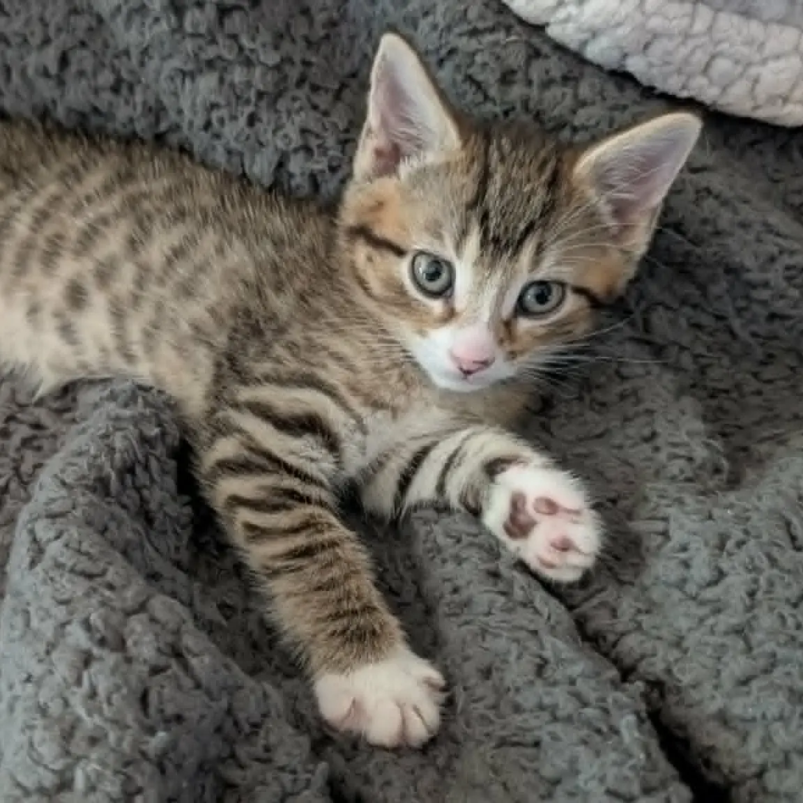 Schneider - ADOPTION PENDING