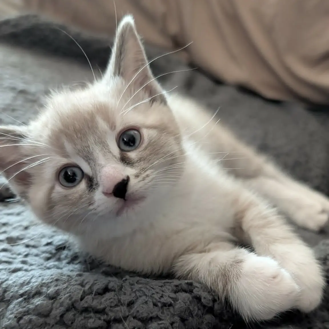 Mae
