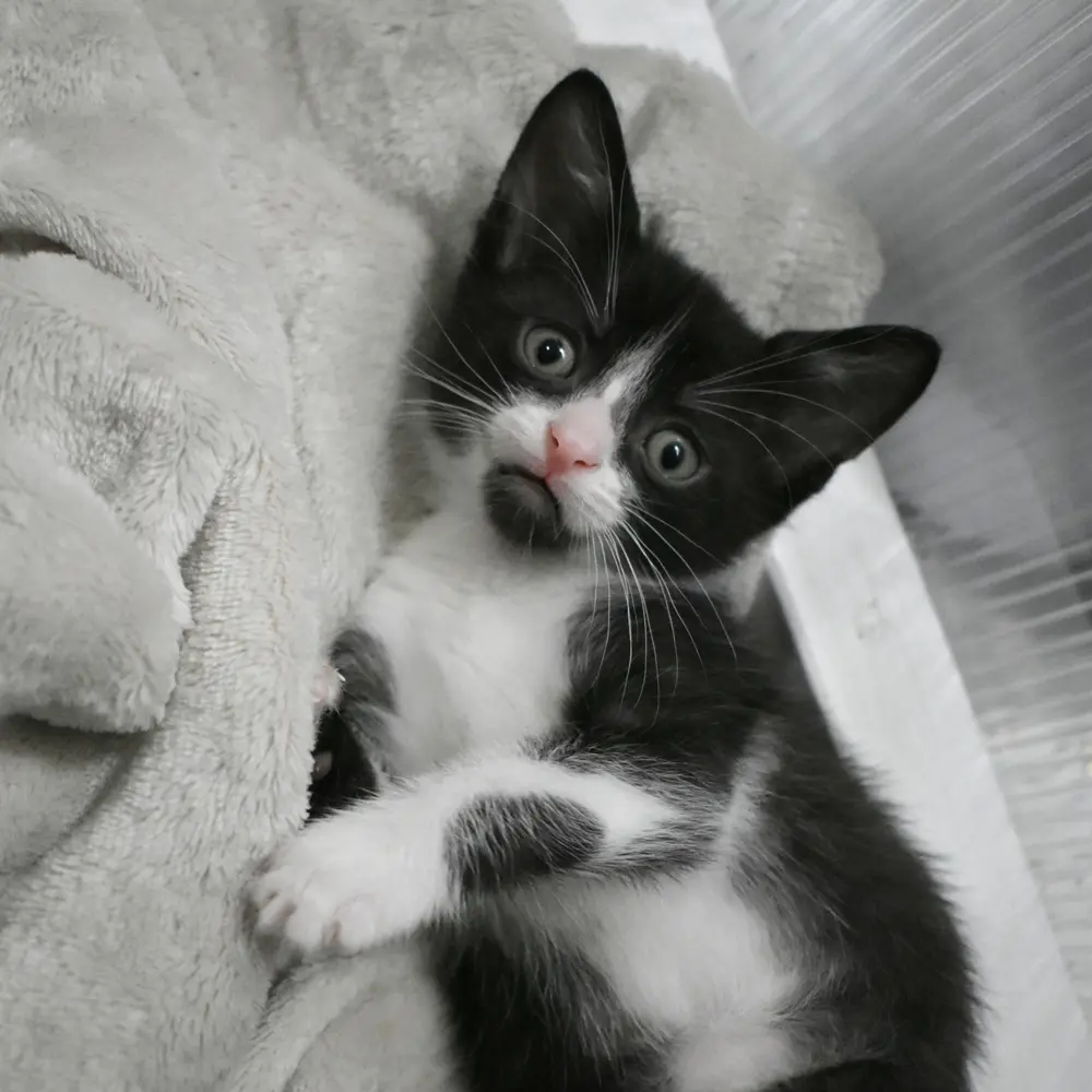 Skittles