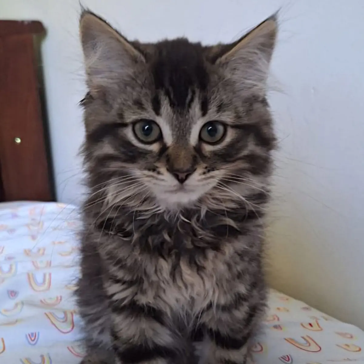 Fortune - ADOPTION PENDING