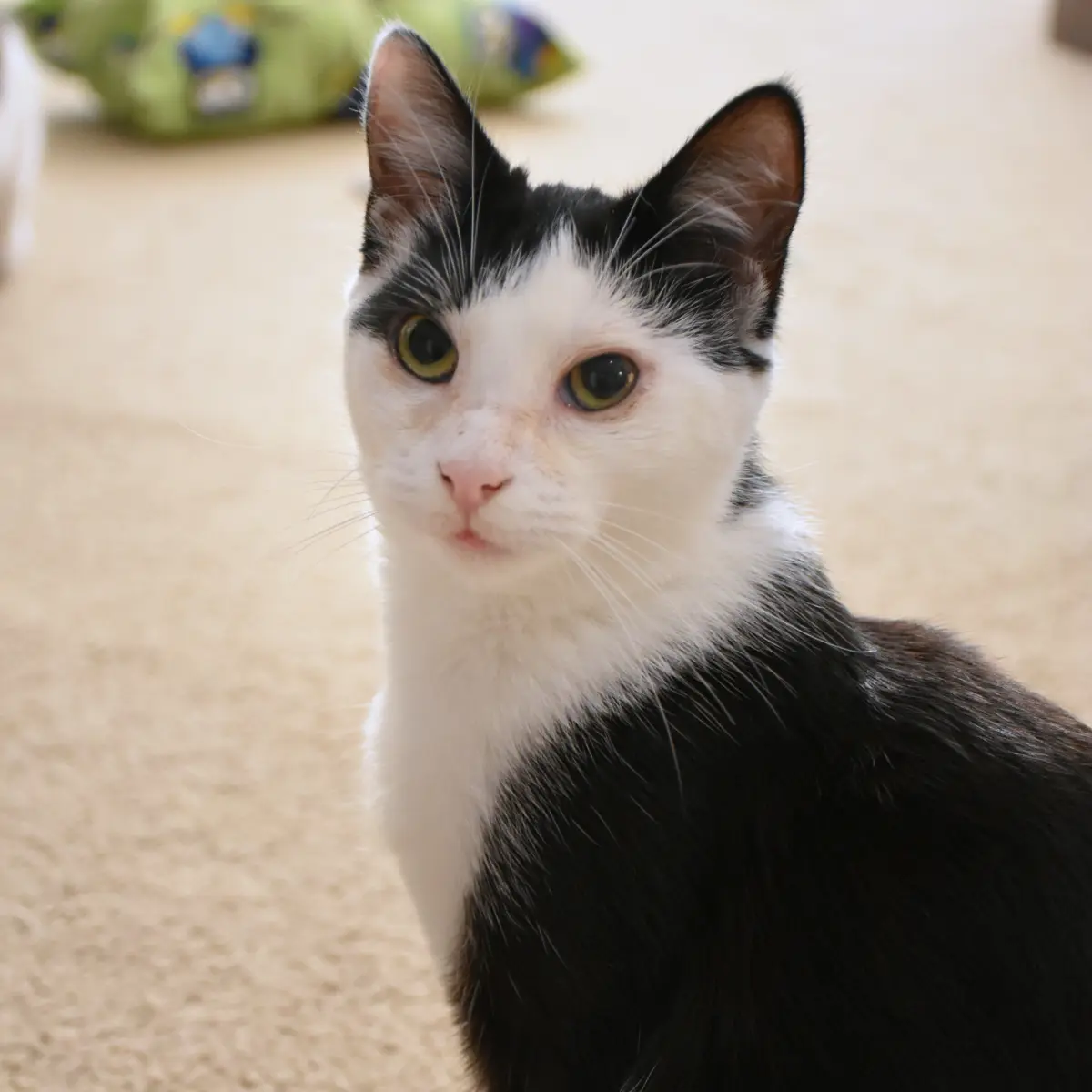 Nova