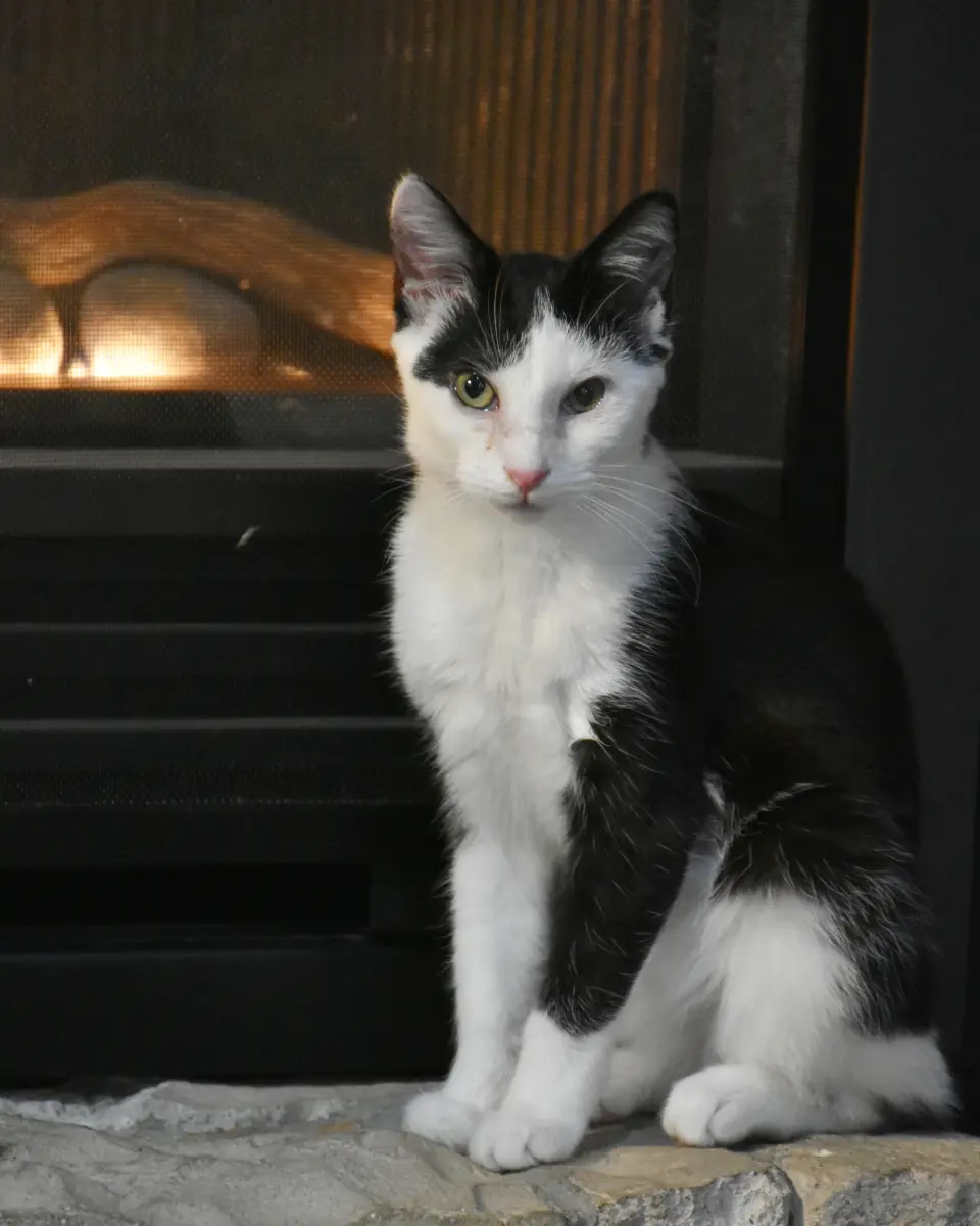 Nova