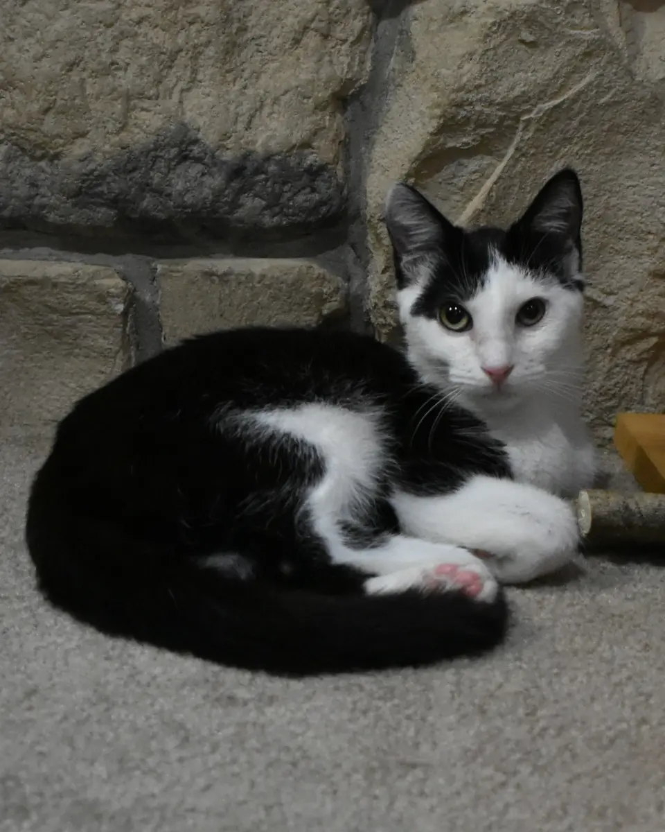 Nova