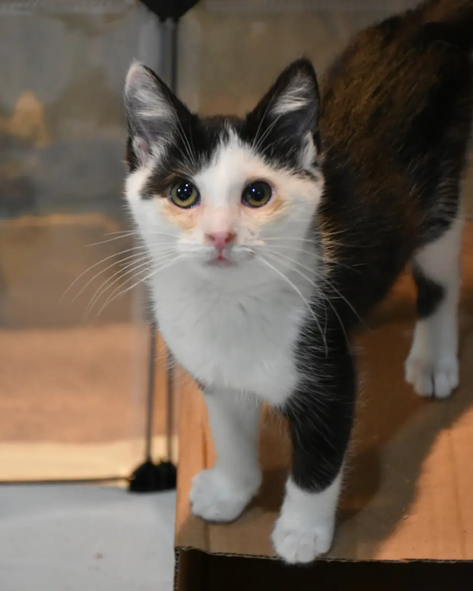Nova