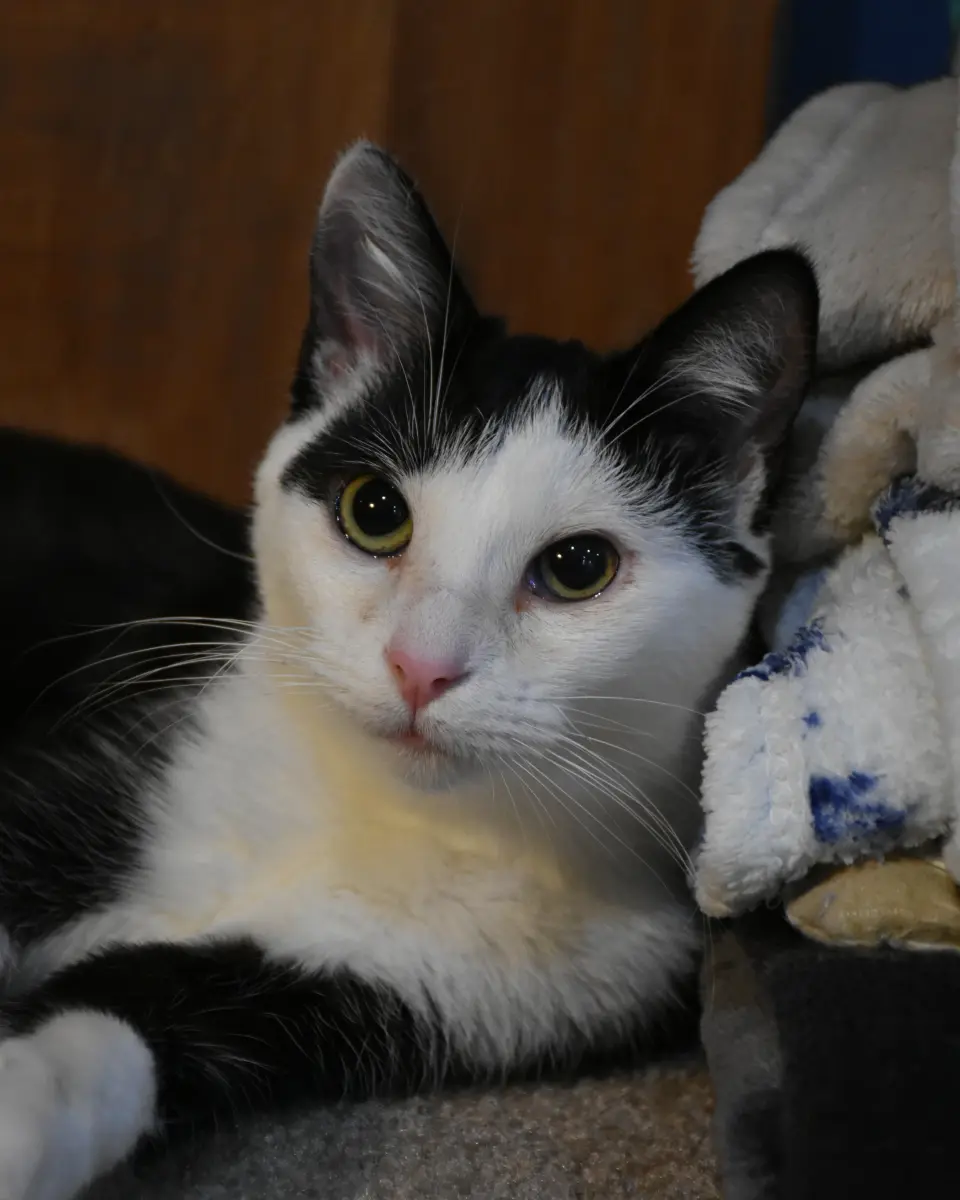 Nova