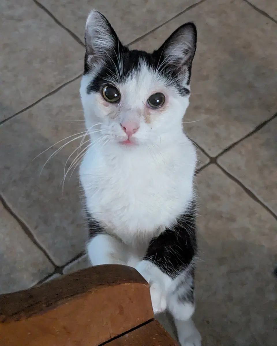 Nova