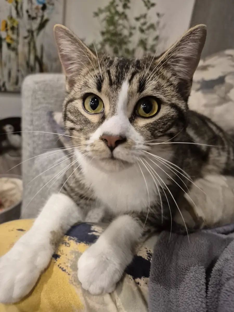 Clyde