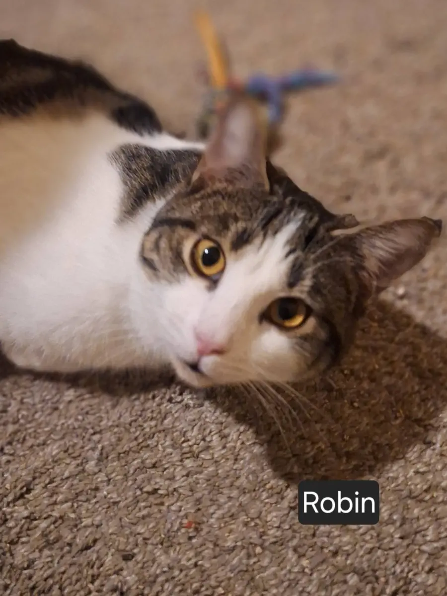 Robyn
