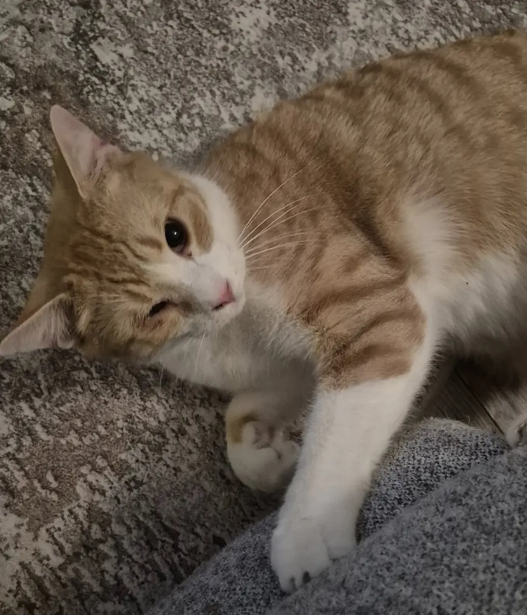 Frankie