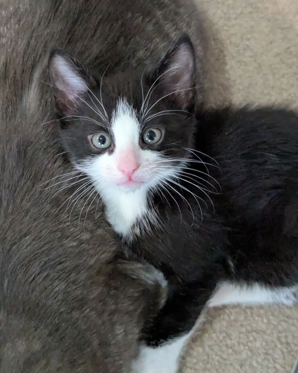 Georgio