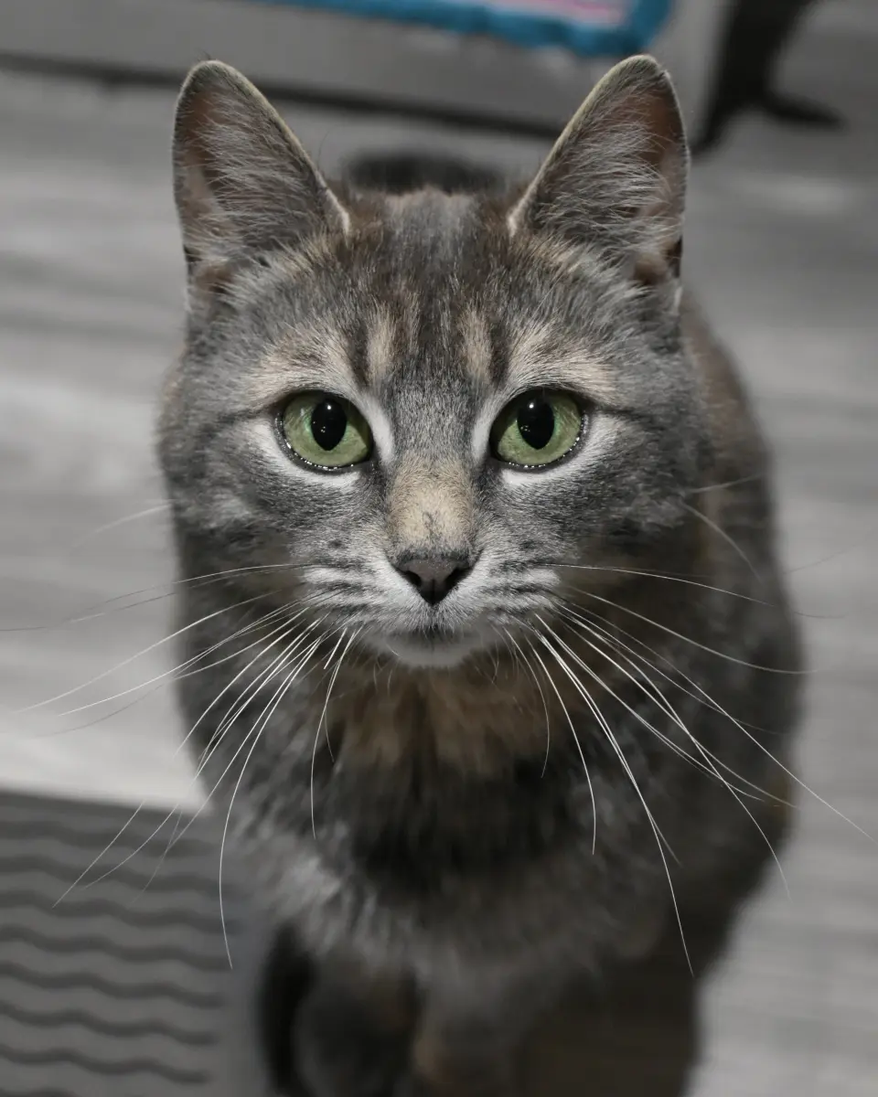 Sophie - ADOPTION PENDING