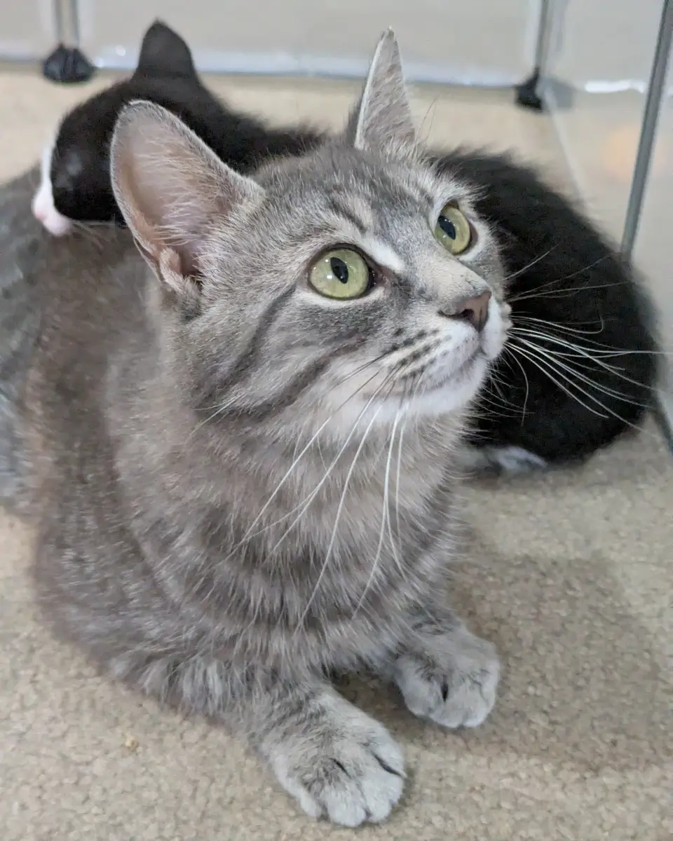 Sophie - ADOPTION PENDING