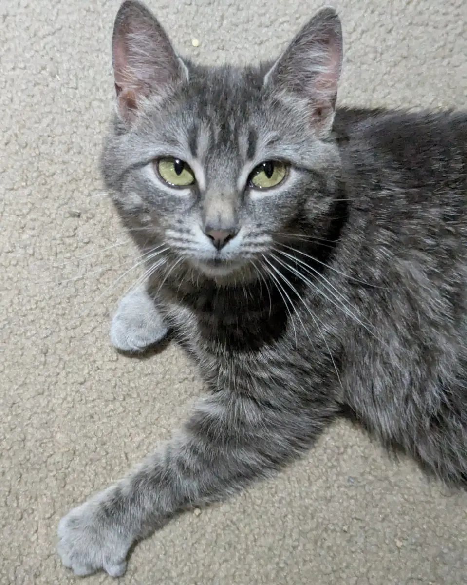 Sophie - ADOPTION PENDING