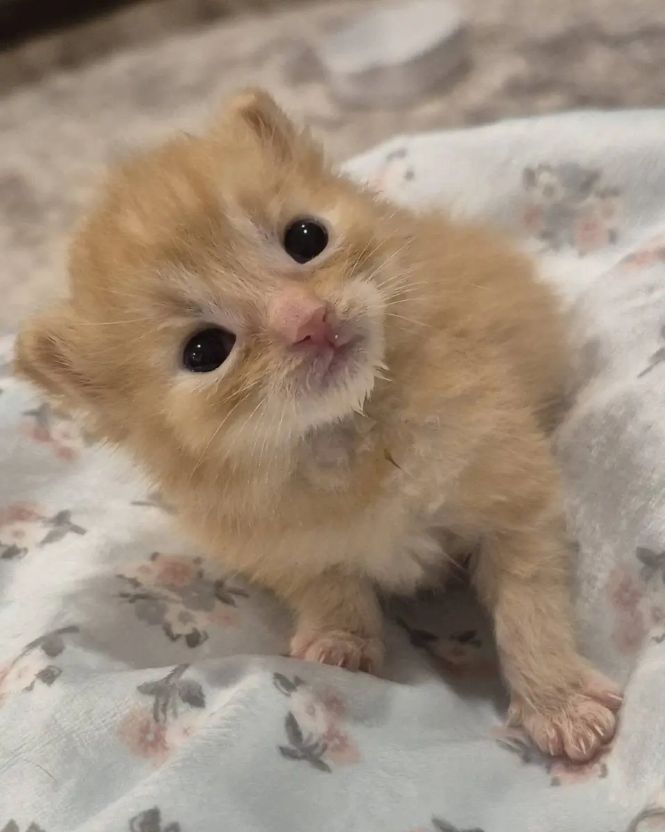 Biscuit