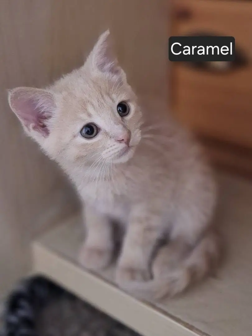 Caramel