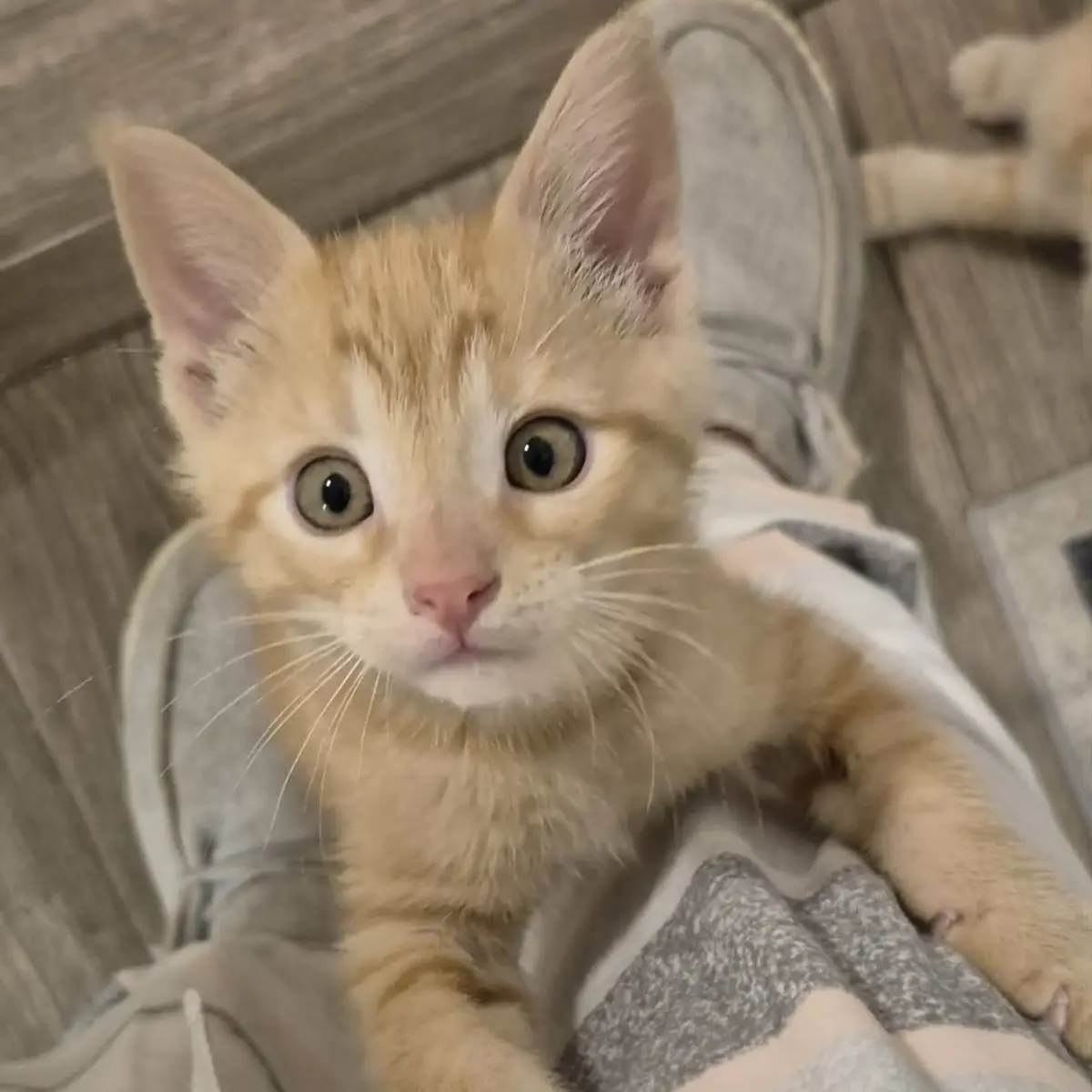 Muffin