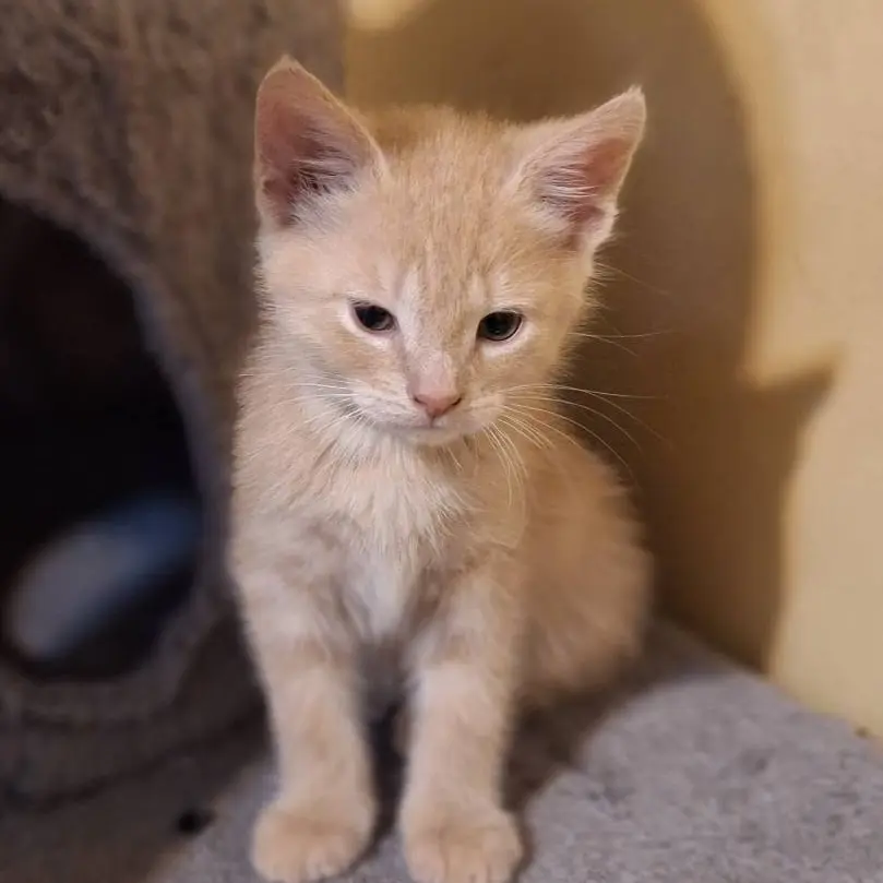 Butterscotch