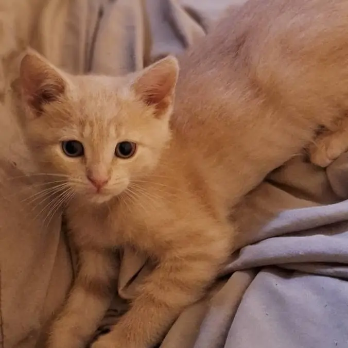 Praline