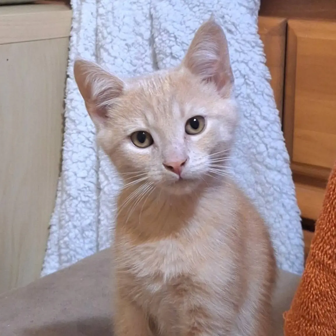 Maple